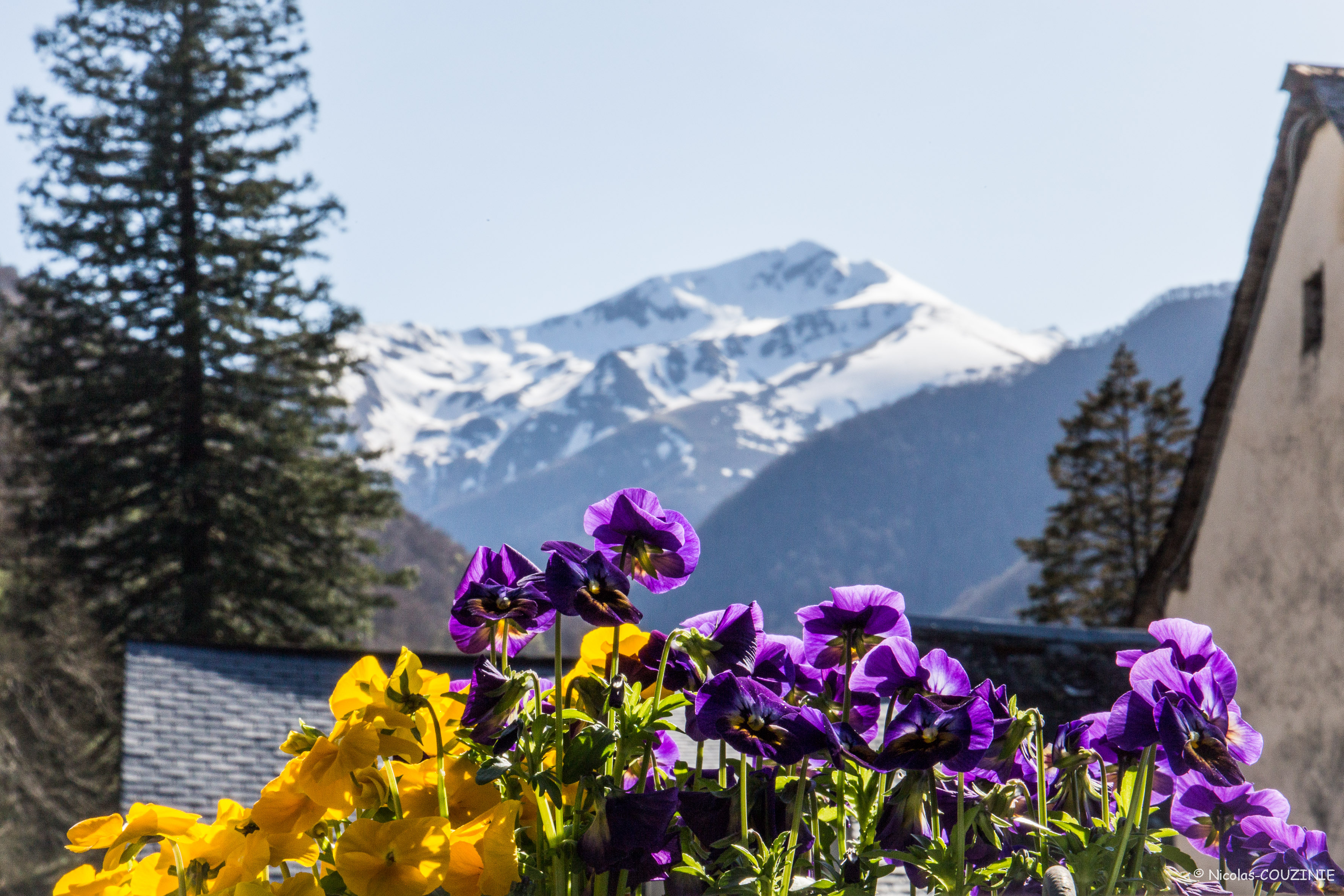 Pic de l'Har et fleurs de printemps